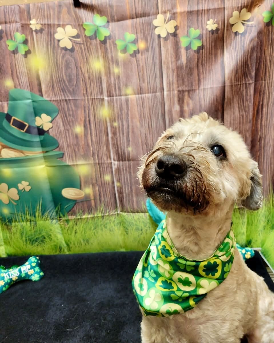 Koji, dressed for St. Patrick's Day